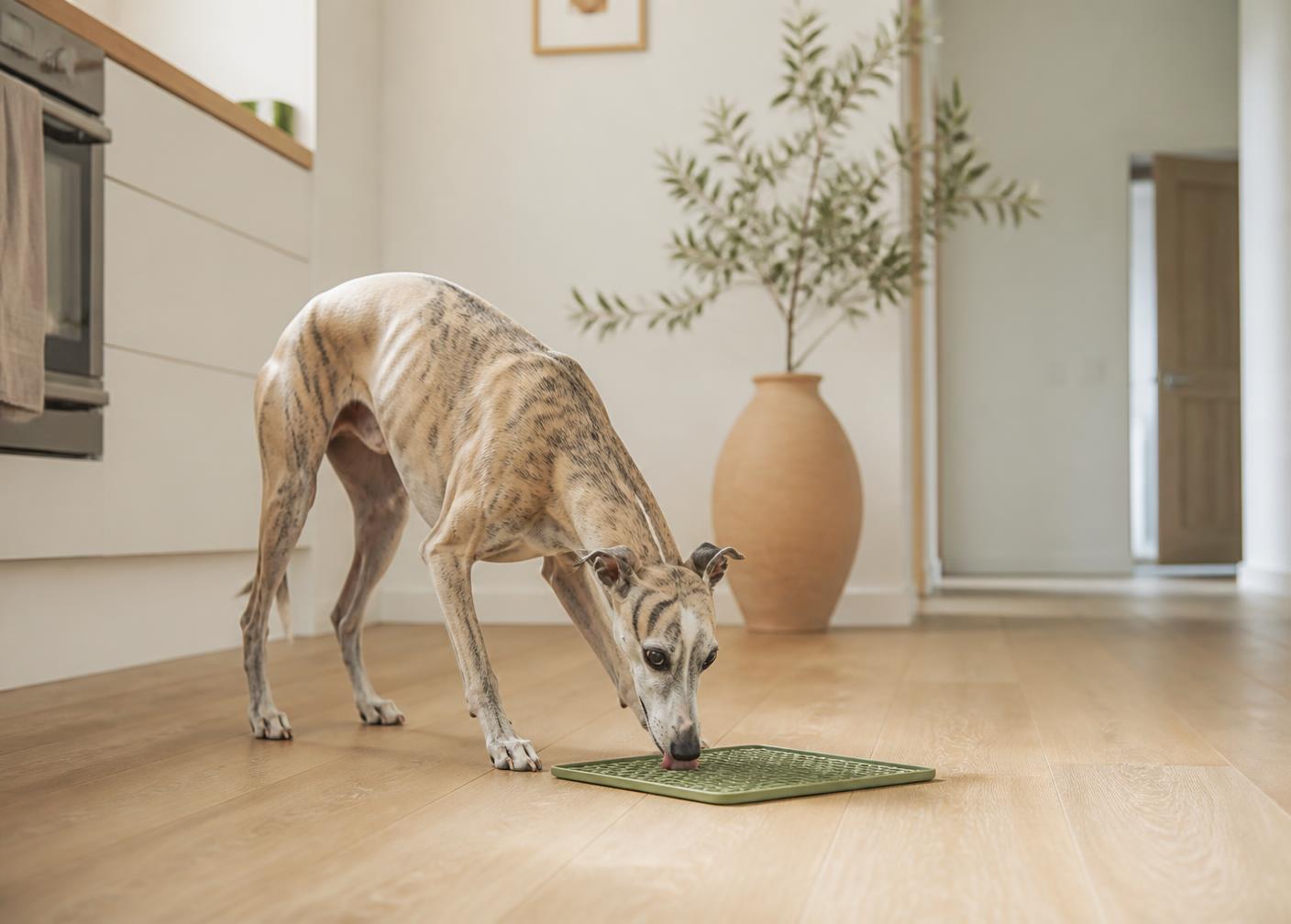 A whippet using a sage lick mat in a bright modern kitchen